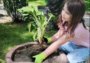 Dziewczynka sadzi roślinę w donicy na szkolnym terenie zielonym.